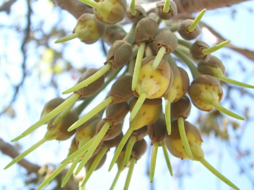 Mahua: India’s Floral Treasure in Bottle