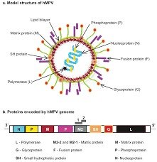 What is HMPV Virus