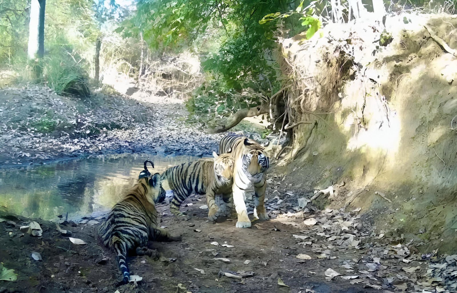 Madhav Tiger Reserve