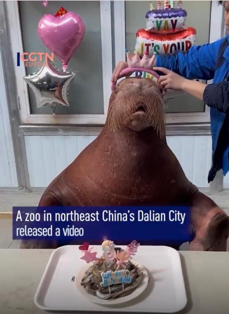Special birthday celebration of 8-year-old walrus at China zoo