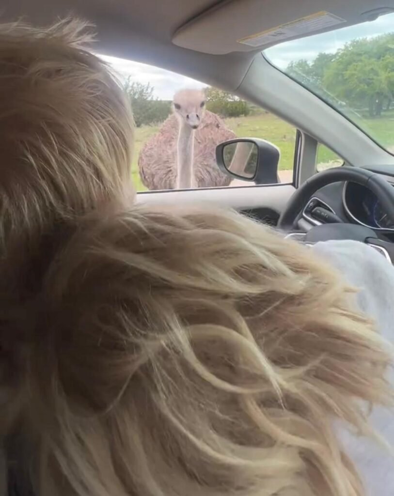 Ostrich pecks Boris Johnson through the window, funny video goes viral on Instagram