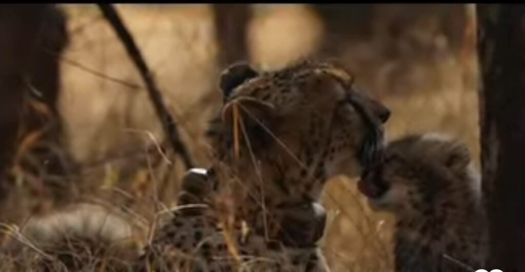 Kuno National Park salutes motherhood journey of cheetahs on Mother’s Day