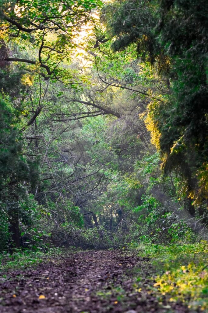 India’s Forest Cover Grows Stronger: Now 9th Globally, 3rd In Annual Gain