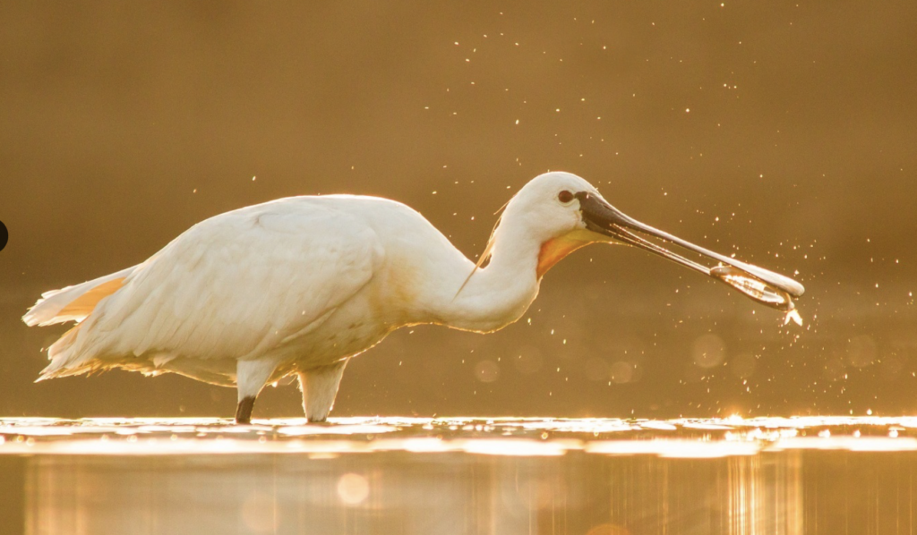Patna Bird Sanctuary and Chhari-Dhand Included in Ramsar Sites List