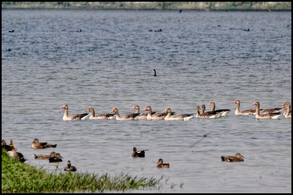 Shekha Jheel Bird Sanctuary Gets Ramsar Tag; India takes score to 99! Shekha Jheel Bird Sanctuary Gets Ramsar Tag; India takes score to 99!