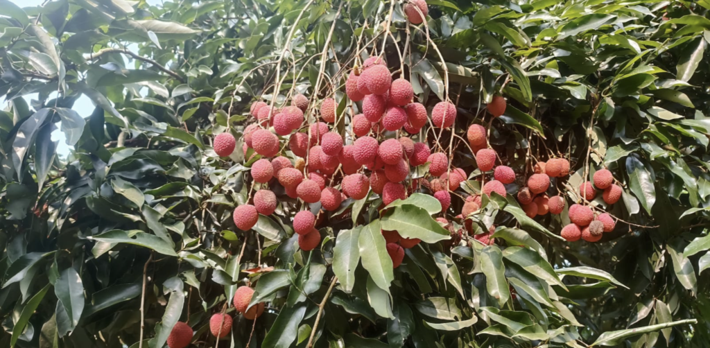 APEDA Facilitates First Export of GI-Tagged Tezpur Litchi from Assam to Dubai